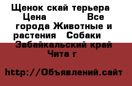 Щенок скай терьера › Цена ­ 20 000 - Все города Животные и растения » Собаки   . Забайкальский край,Чита г.